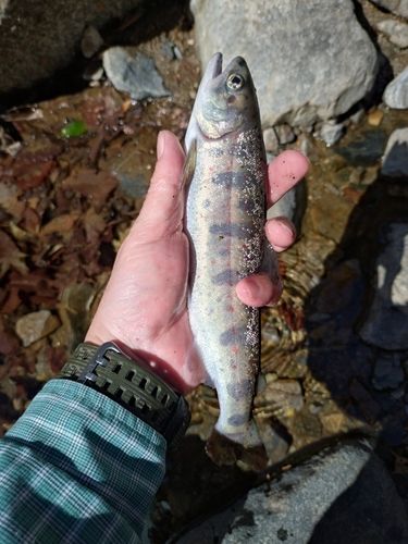 アマゴの釣果