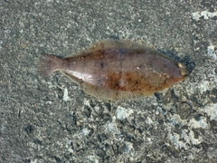 カレイの釣果