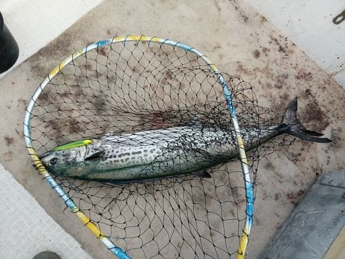 サワラの釣果