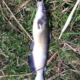 アメリカナマズ