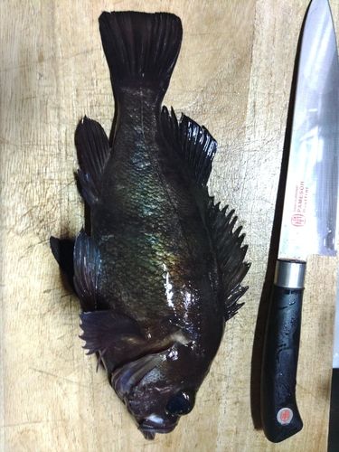 メバルの釣果