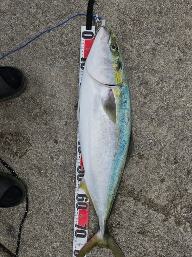 ハマチの釣果