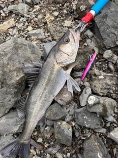 SHIMANO 18エクスセンスジェノス S92ML/F-3の最安値・インプレ・釣果 