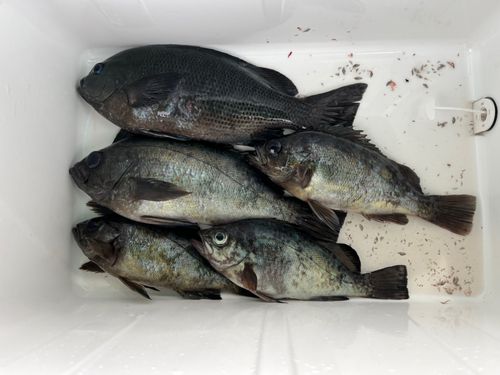 メバルの釣果