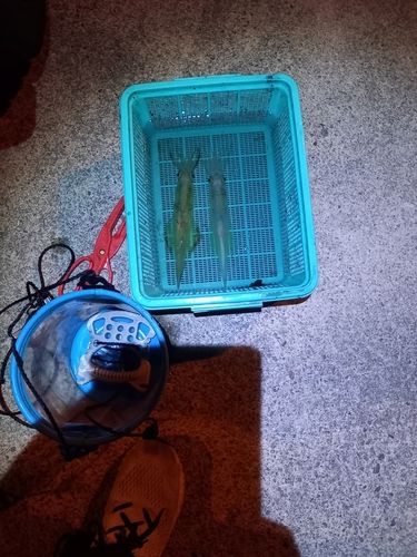 ヤリイカの釣果