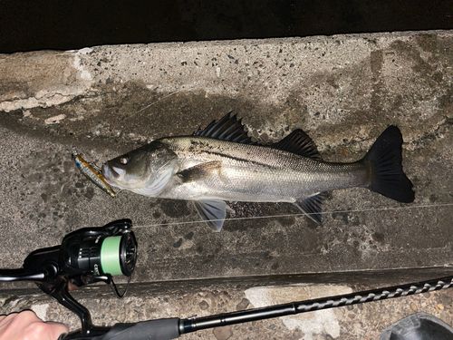 シーバスの釣果