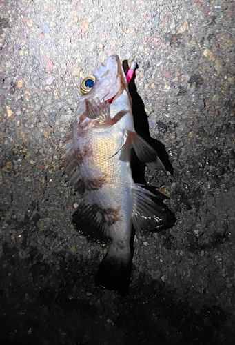 シロメバルの釣果