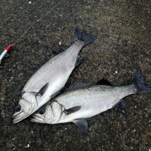 ヒラスズキの釣果