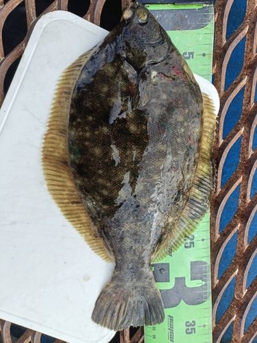 カレイの釣果