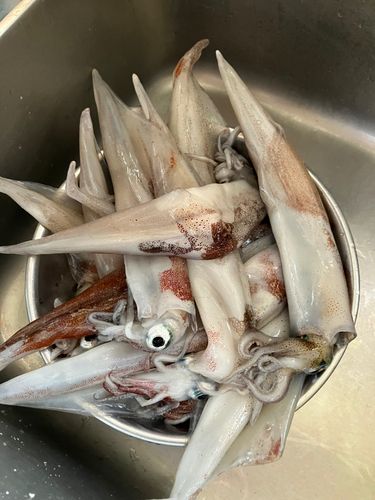 ヤリイカの釣果