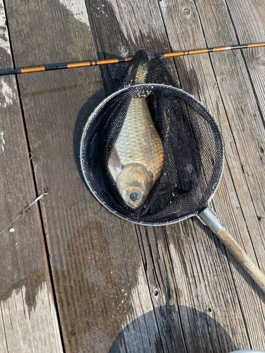 ヘラブナの釣果