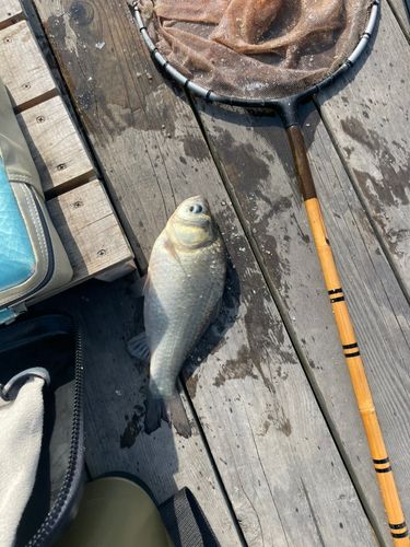 ヘラブナの釣果
