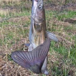 アメリカナマズ