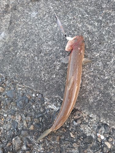 エソの釣果