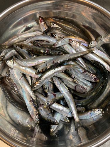 カタクチイワシの釣果