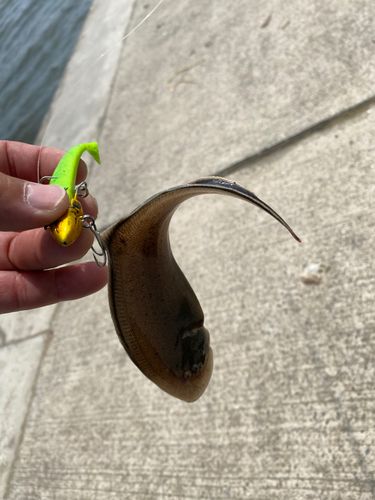 シタビラメの釣果