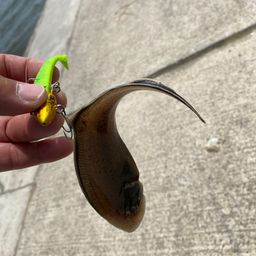 シタビラメ