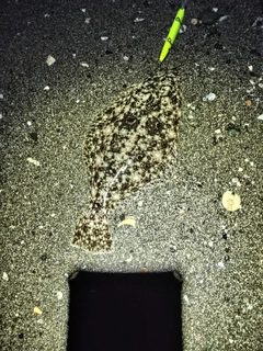 ヒラメの釣果