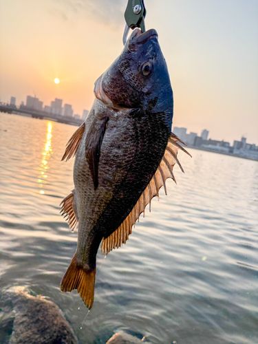 チヌの釣果