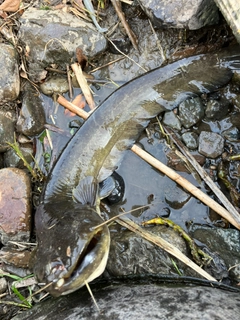 ナマズの釣果