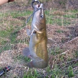 アメリカナマズ