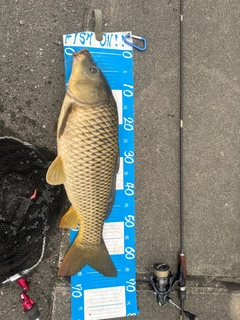 コイの釣果