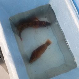 アカササノハベラ