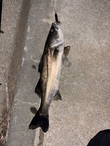 シーバスの釣果