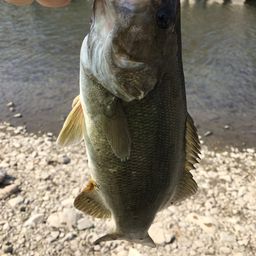 スモールマウスバス