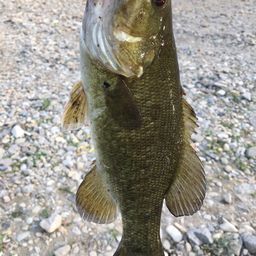 スモールマウスバス