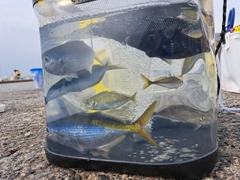 タカベの釣果