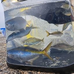 タカベ