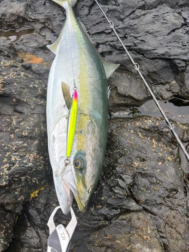 ヤズの釣果