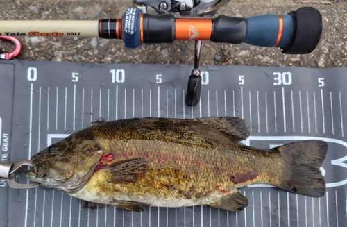 スモールマウスバスの釣果