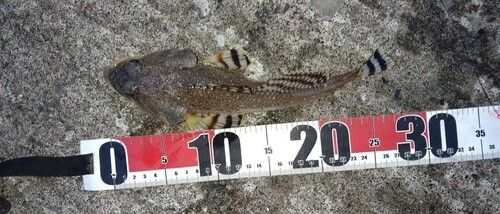 ギスカジカの釣果