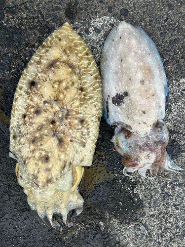 コブシメの釣果