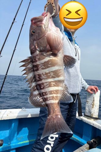マハタの釣果