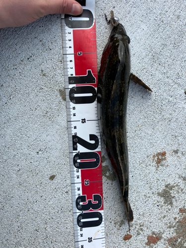 アイナメの釣果