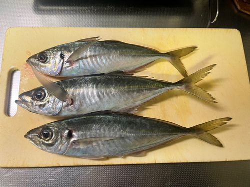 アジの釣果