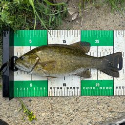 スモールマウスバス