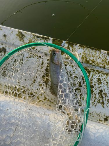 ニジマスの釣果