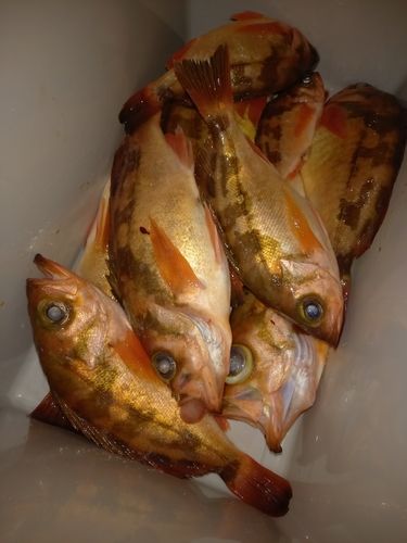 ウスメバルの釣果