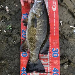 スモールマウスバス