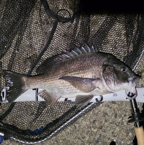 チヌの釣果