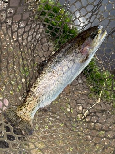 トラウトの釣果