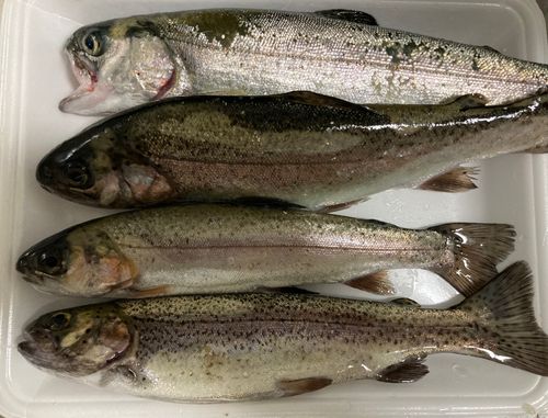 ニジマスの釣果