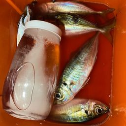 マアジ