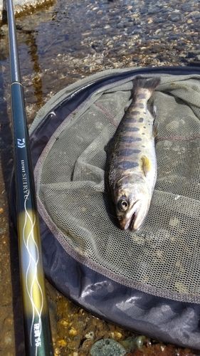 ヤマメの釣果