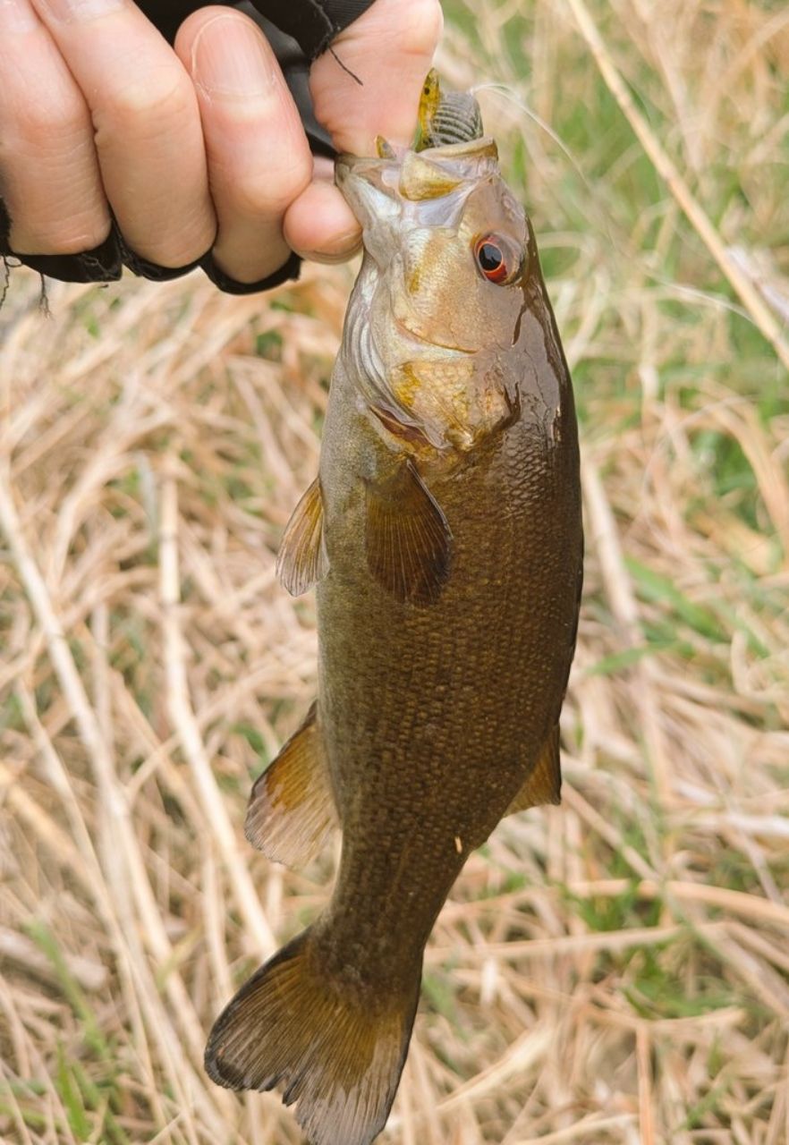 スモールマウスバス