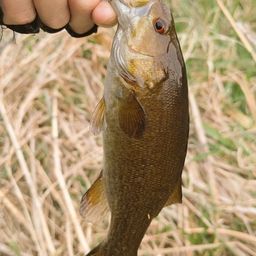 スモールマウスバス